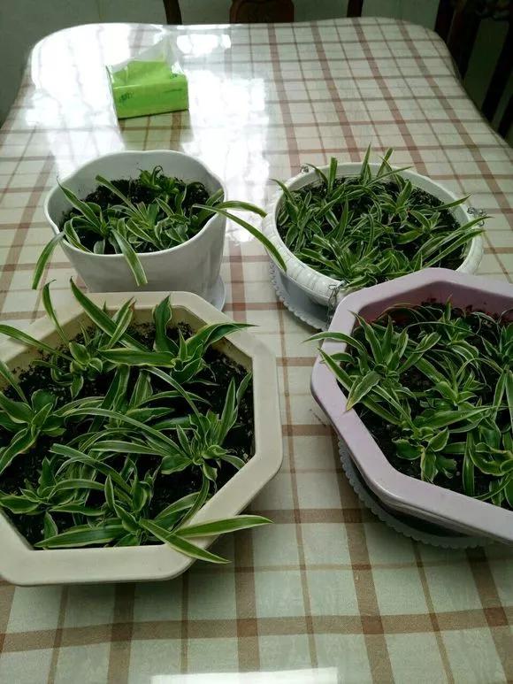 想要养好绿萝注意这几点就够了,绿萝这样养疯长如瀑布半月长爆盆