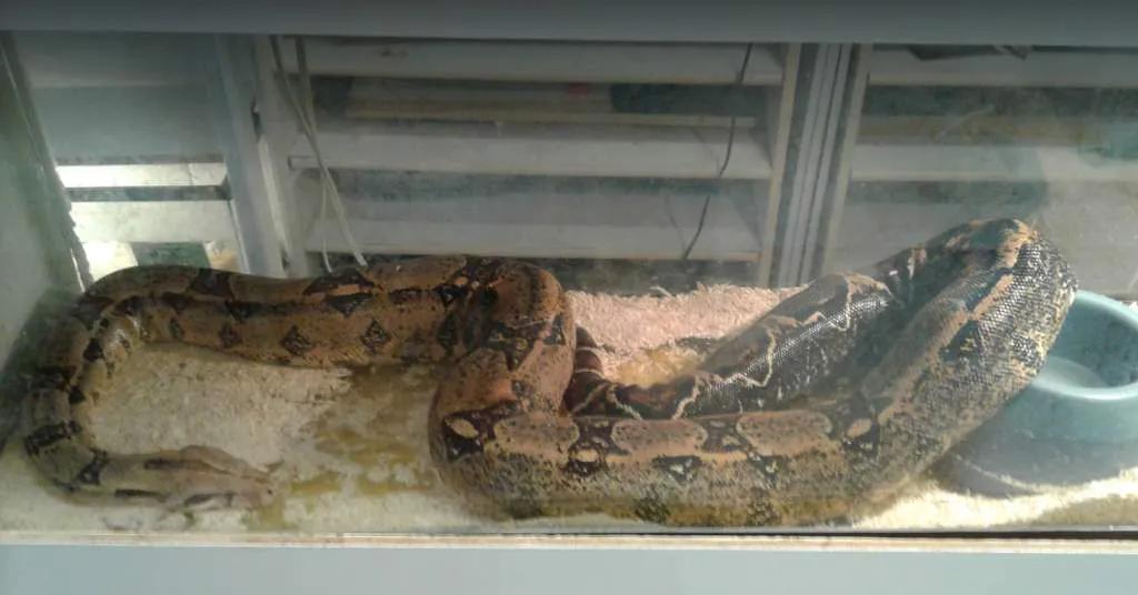 爬宠没有合适的温度会变成什么样,对环境要求不高的爬宠