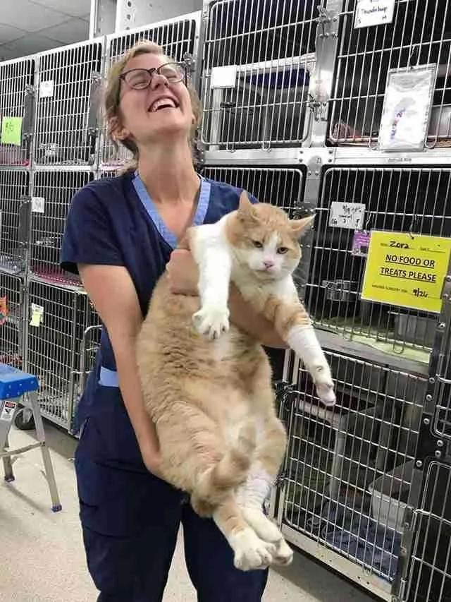 原来橘猫是从小就开始胖了,橘猫为什么可以长那么胖