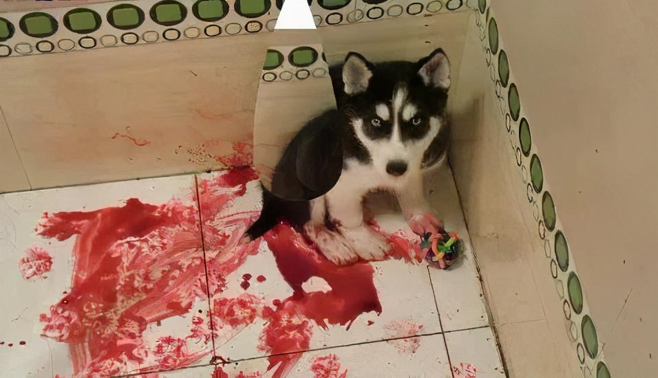 哈士奇经常呕吐怎么办,哈士奇幼犬拉稀呕吐怎么办