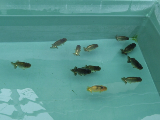 兰寿金鱼怎么养才能活得长久,兰寿金鱼当年好养还是两年好养