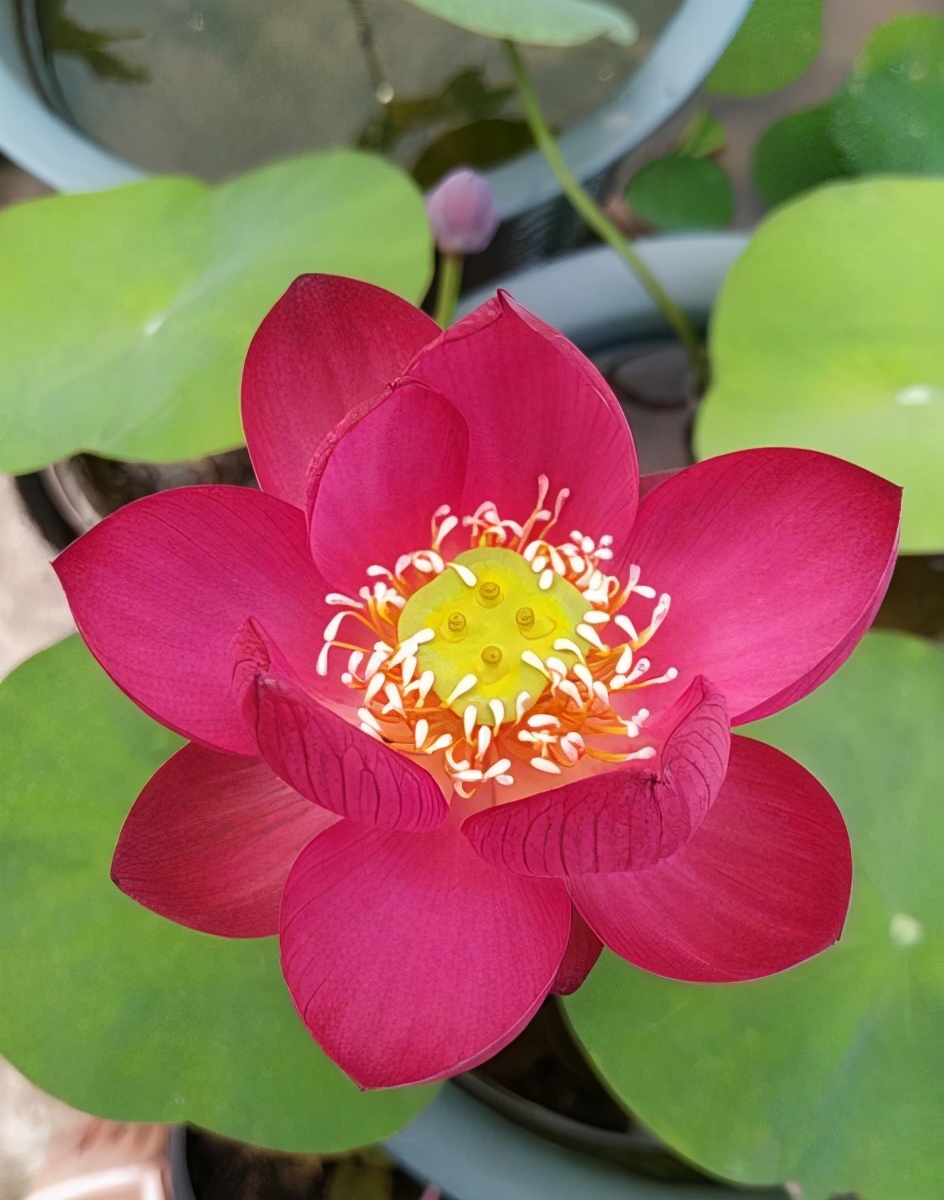 怎样把碗莲养成亭亭玉立的样子,想要把碗莲养开花应该怎么去培养