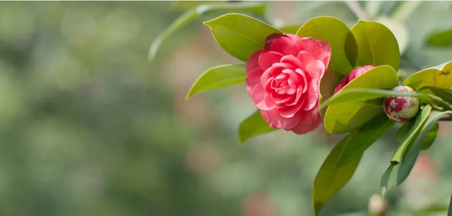 花儿朵朵黑白画四年级儿童画,儿童创意画春天花儿开