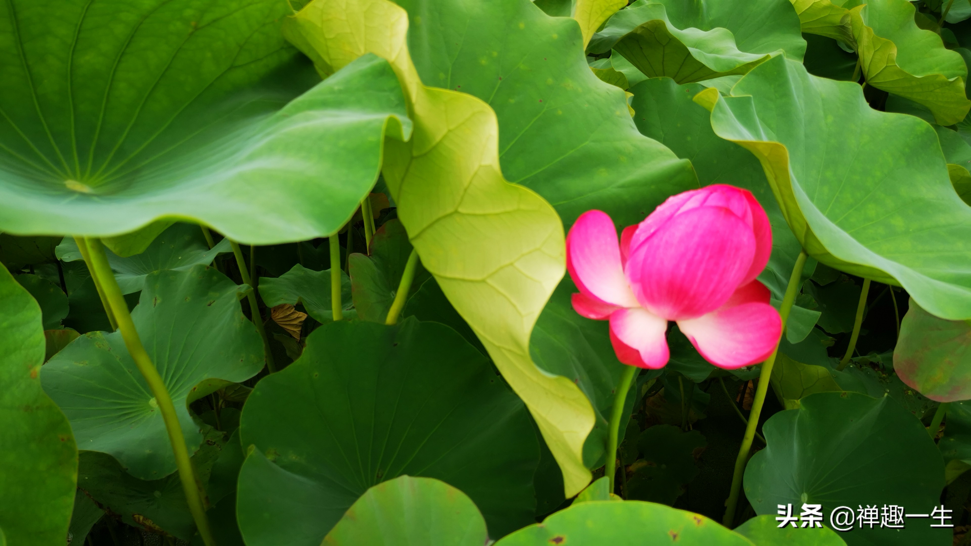 辰山植物园荷花研究基地,中科院上海辰山植物科研中心
