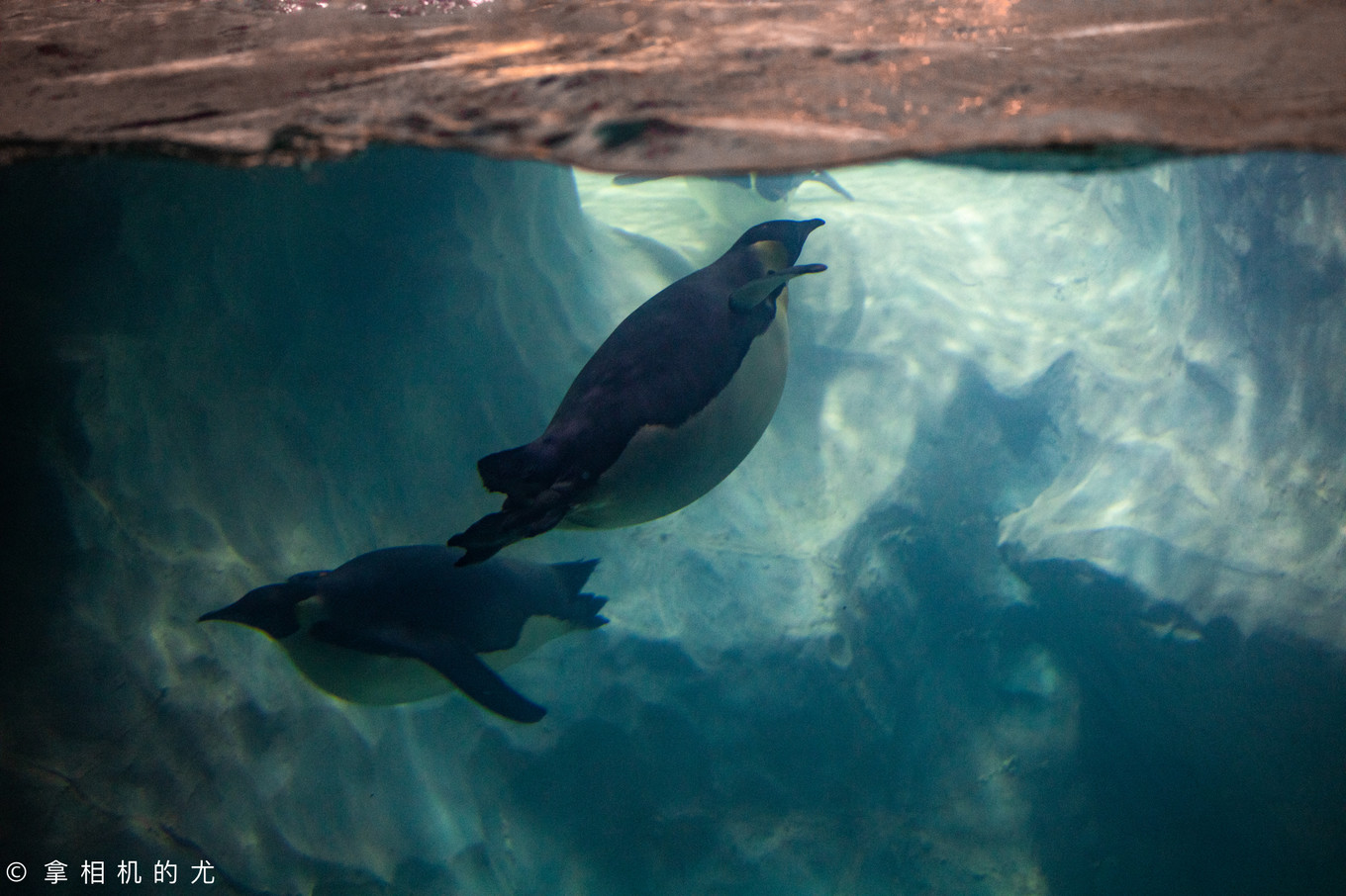 珠海横琴长隆海洋王国游玩全攻略,珠海长隆海洋王国跟香港海洋公园