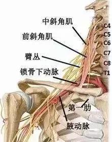 肩周酸痛手发麻如何治疗,肩颈酸痛发麻怎么缓解