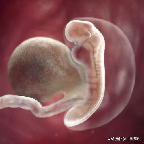 怀孕各个时期胎儿发育过程,怀孕的过程要几天