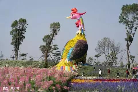 小榄菊花展团购,小榄菊花会2020门票