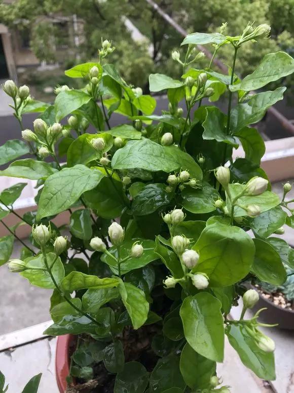 剪下枝条给根插水就能活的绿植,什么花枝条插水就能活