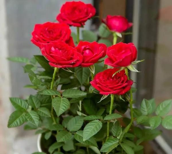 这6种花养在家里颜值高还好养活,什么花最好养还能除甲醛