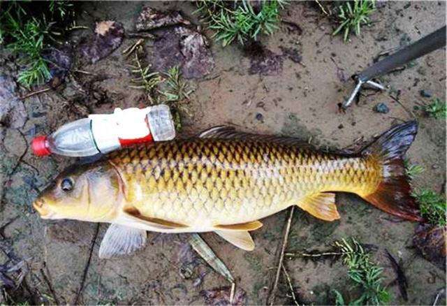 野钓鲤鱼打多少窝料最好,钓鲤鱼打窝一次多少合适