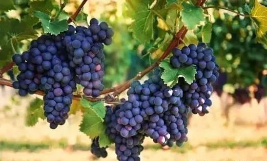 澳大利亚红酒小知识大全,一文了解意大利红酒