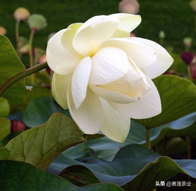 人生大舞台众生皆奔忙视频,人生简单生活的句子