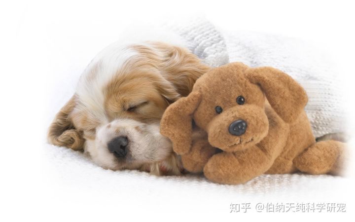 狗狗为什么会做噩梦?竟与癫痫有关!