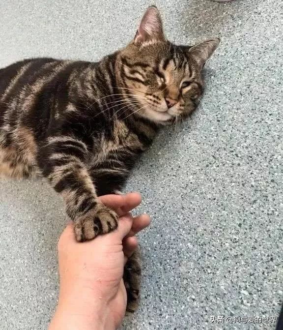 猫猫为什么总把脚放我脸上,为什么猫猫喜欢把头埋在臂弯