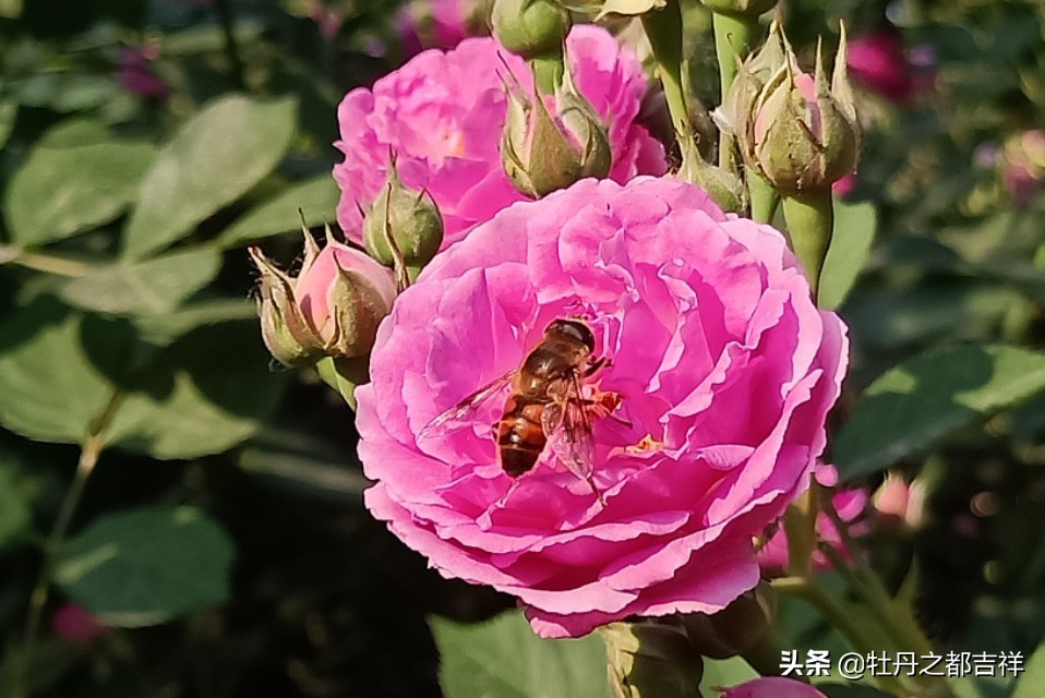 小小精灵采蜜忙，蜜蜂鲜花两相映！小手机拍出大意境