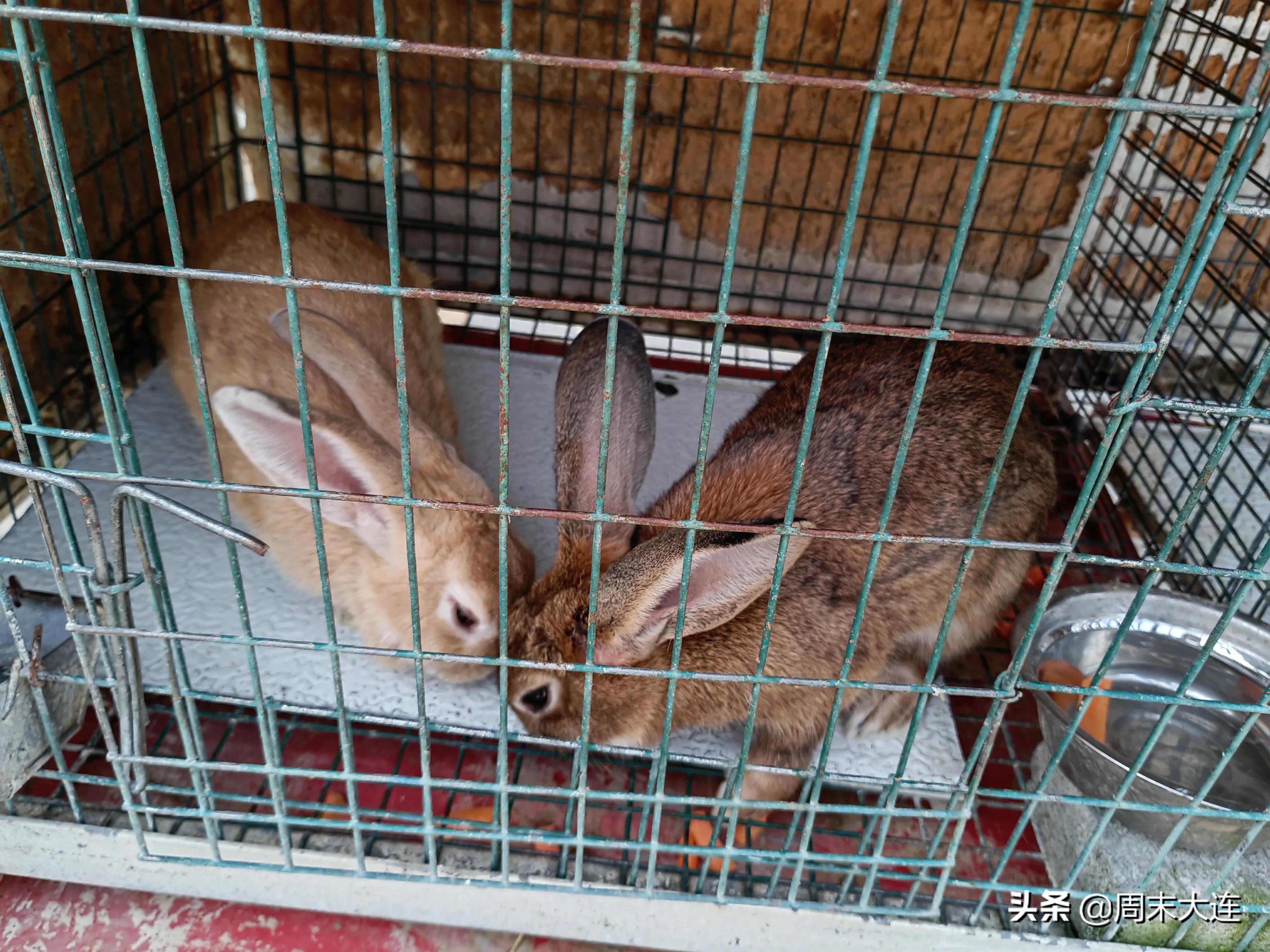 铭湖牧场是哪,铭湖牧场简介