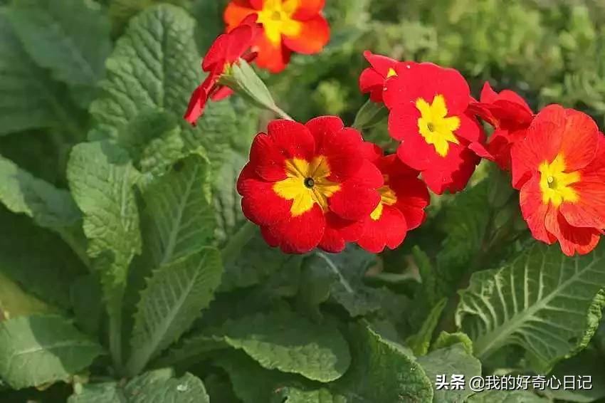 樱花草报春花,报春花樱花草