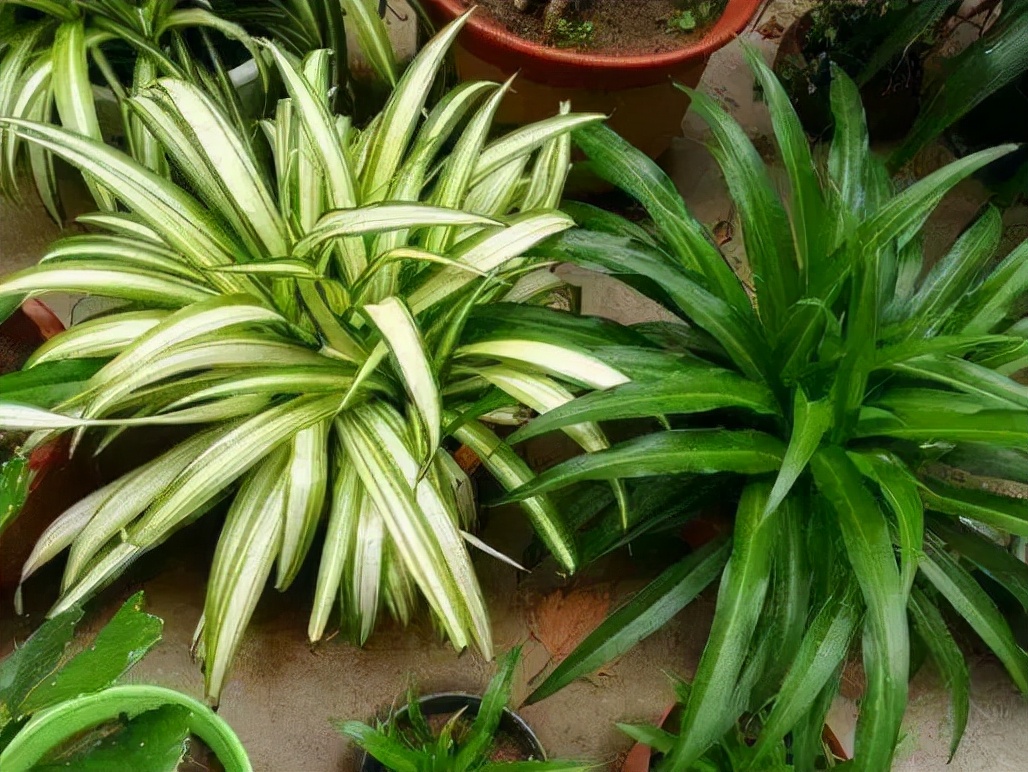 这“38种花”,当你开始收集品种时,你已入坑颇深