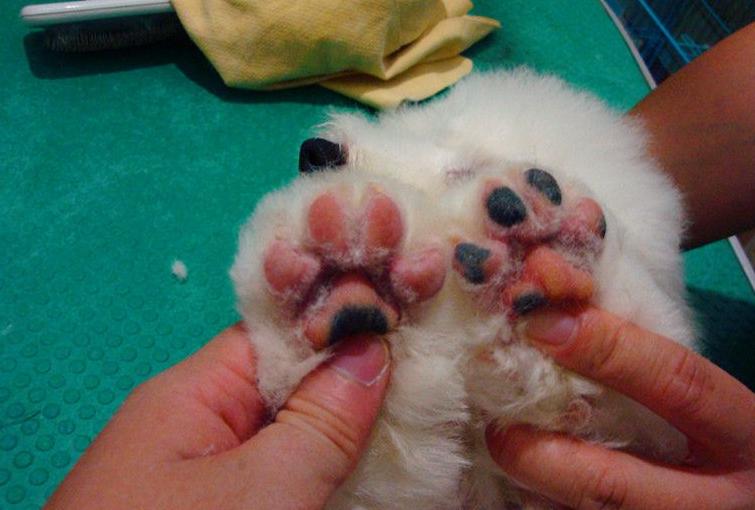 比熊犬这5部位碰不得,比熊身上有些地方的毛不是特别白