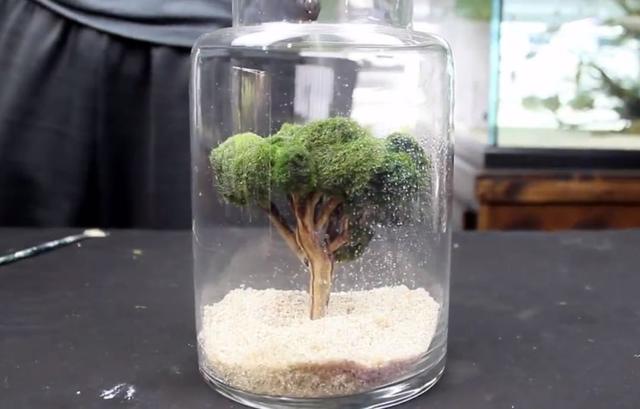 莫斯树到底好不好,莫斯树是什么