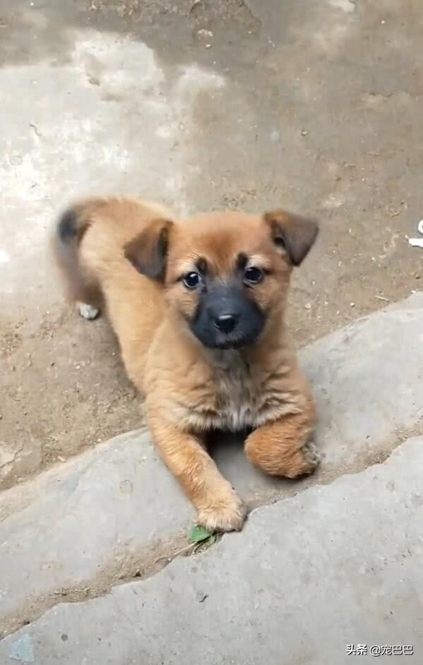 小狗刚买回来腿瘸了,发现小狗后腿走路有点拐怎么回事