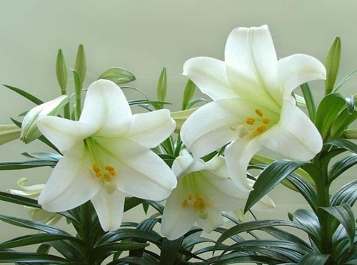 如何使百合开花时间长,如何让百合尽早开花的养殖方法