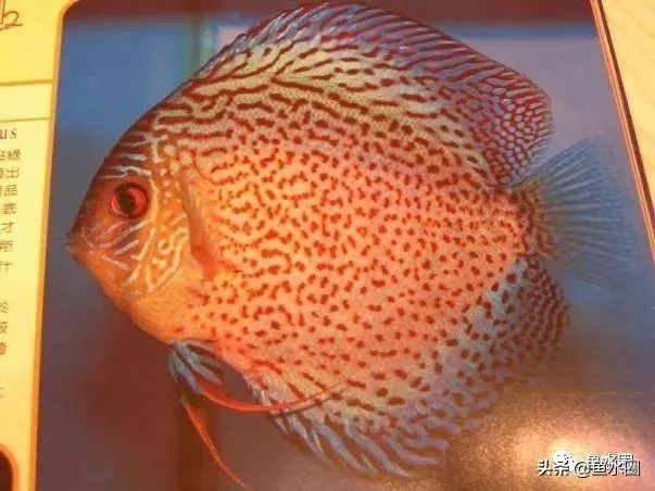 七彩神仙最好看的品种,七彩神仙多大分品种