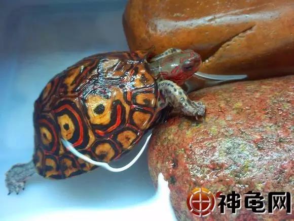 洪都拉斯木纹龟是保护动物吗,洪都拉斯木纹龟高背