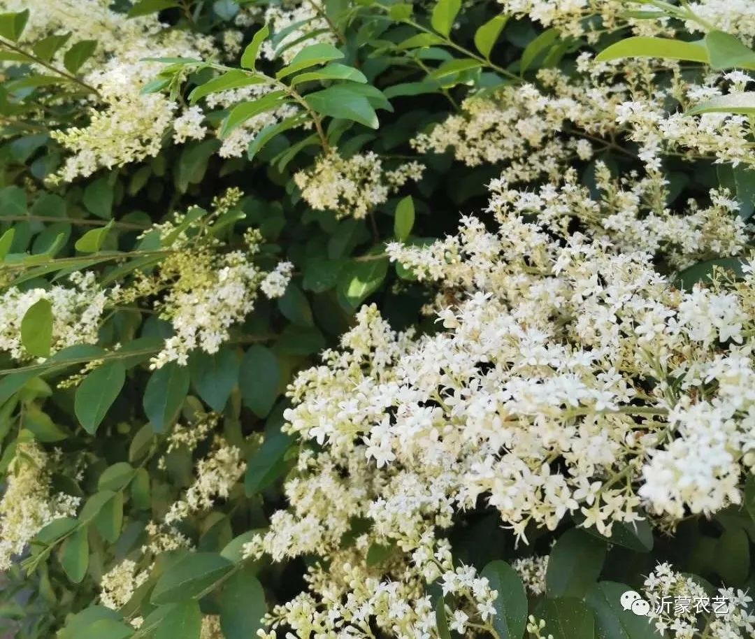 小叶女贞百科简介,金森女贞拉丁学名