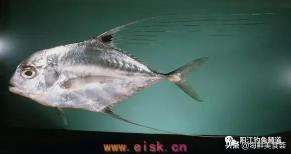 十种最受欢迎的海鱼,钓鱼人最爱的海鱼