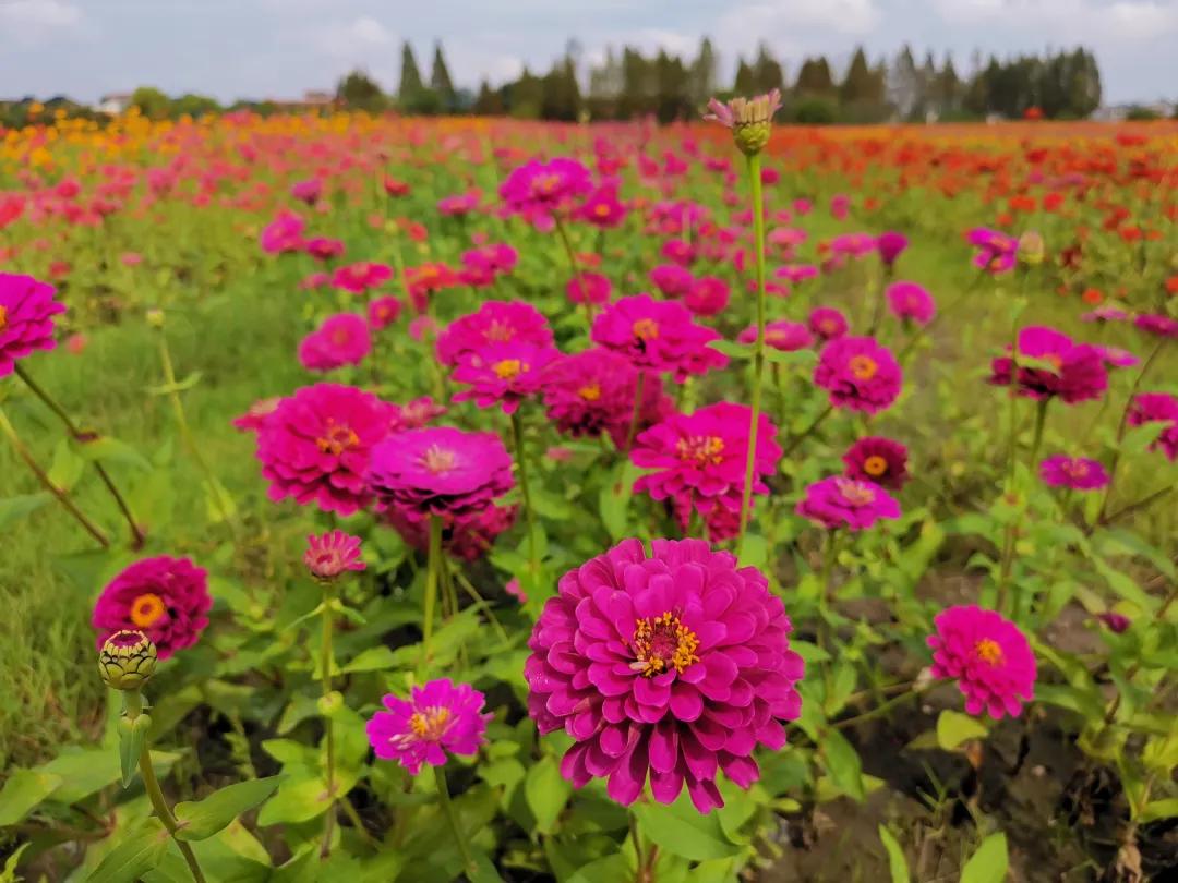 杭州最佳赏秋路线推荐,杭州附近赏秋的地方
