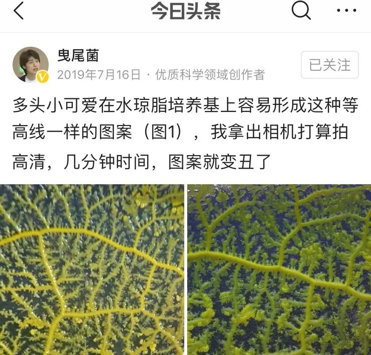 她让20万人爱上一种菌：像西米露，又似咸蛋黄，网友直呼太神奇