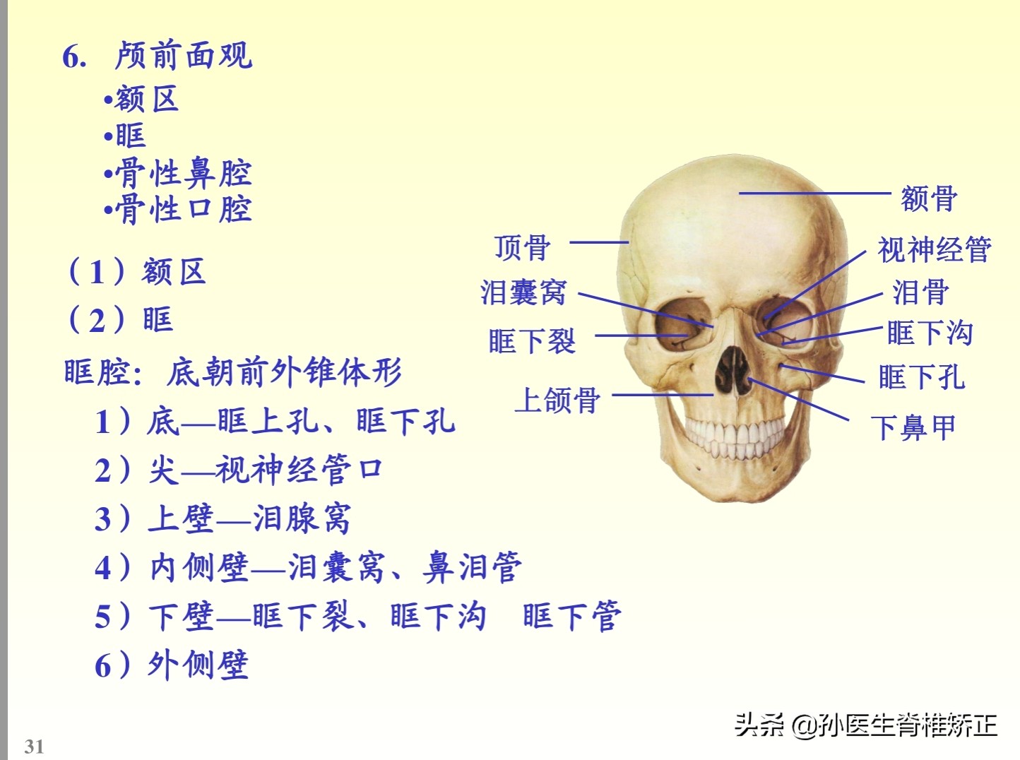 解剖学基础ppt完整版,人体系统解剖学ppt完整版
