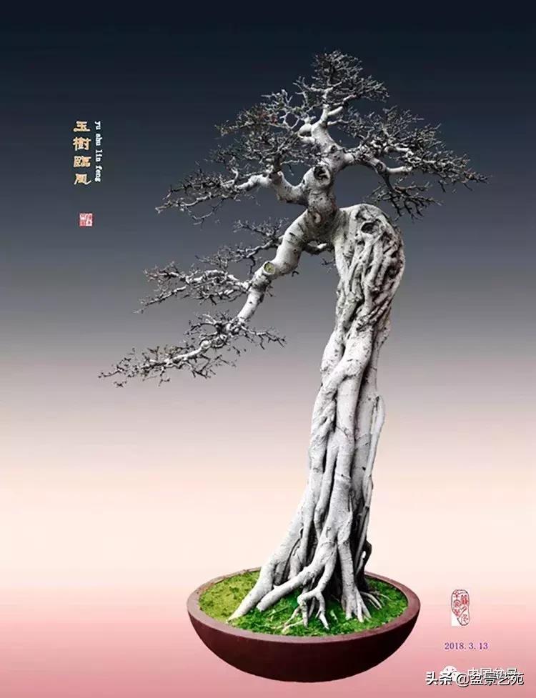 陈文图榕树欣赏,陈文图盆景