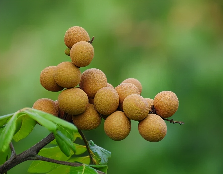 柬埔寨芒果新商机,柬埔寨的新鲜芒果进入中国市场