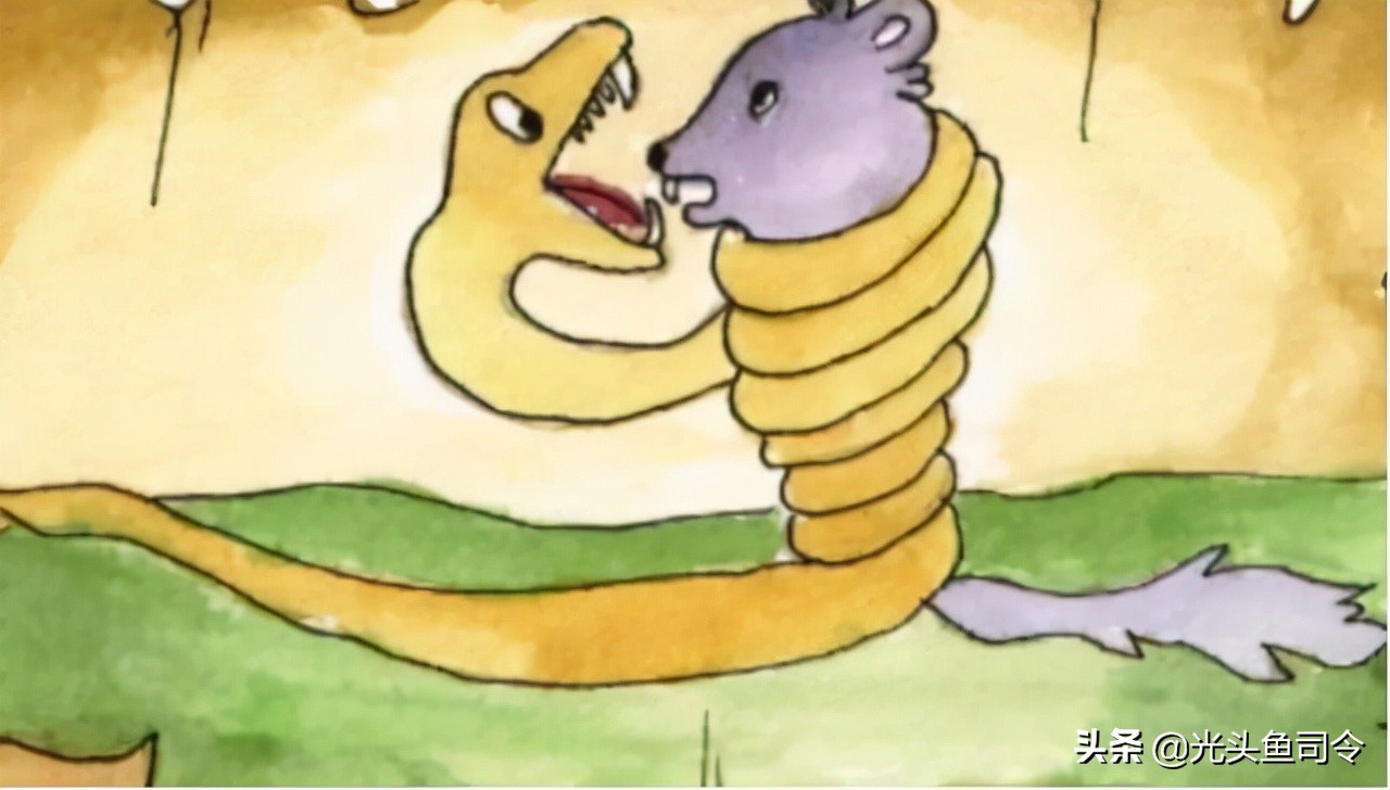 缅甸蟒可以长多长,缅甸蟒平均体长在7米左右