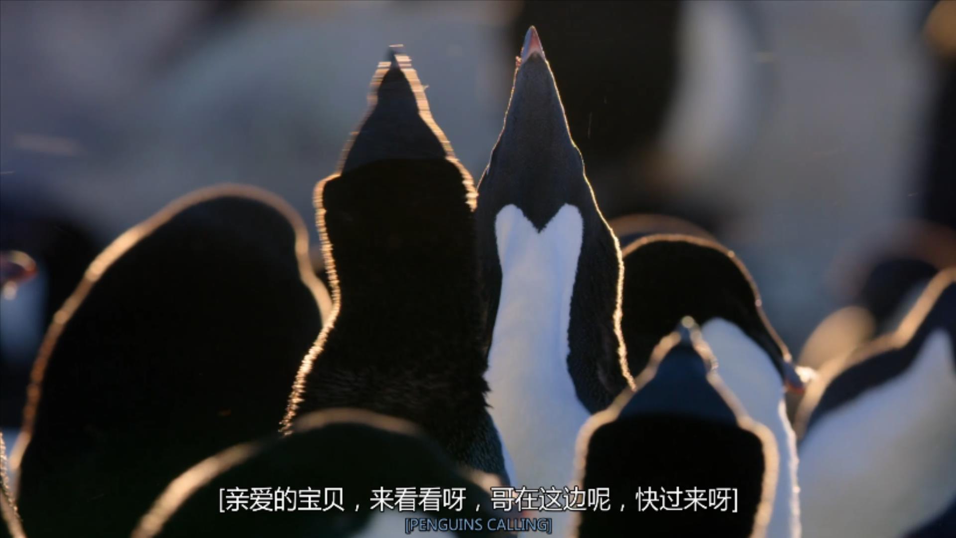 大过年的,被这些小萌萌给笑掉了头