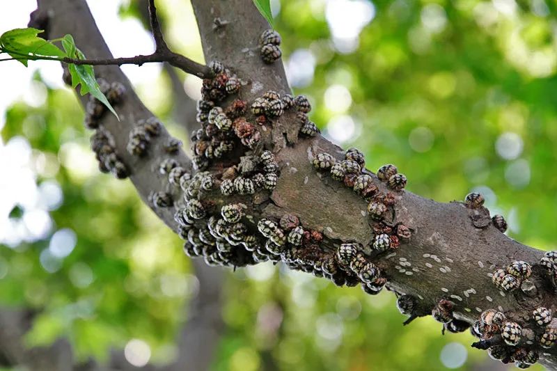 草履蚧预防季节,防窥膜看久了眼花