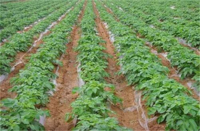 马铃薯怎样种植能高产,马铃薯种植技术小视频