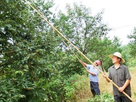 綦振森本是个清洁工，却转行卖起了糖炒栗子，销售额突破四千万