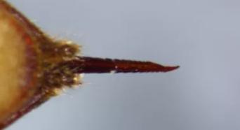 抓蜂被蜂蜇的视频,抓山蜂被蛰死