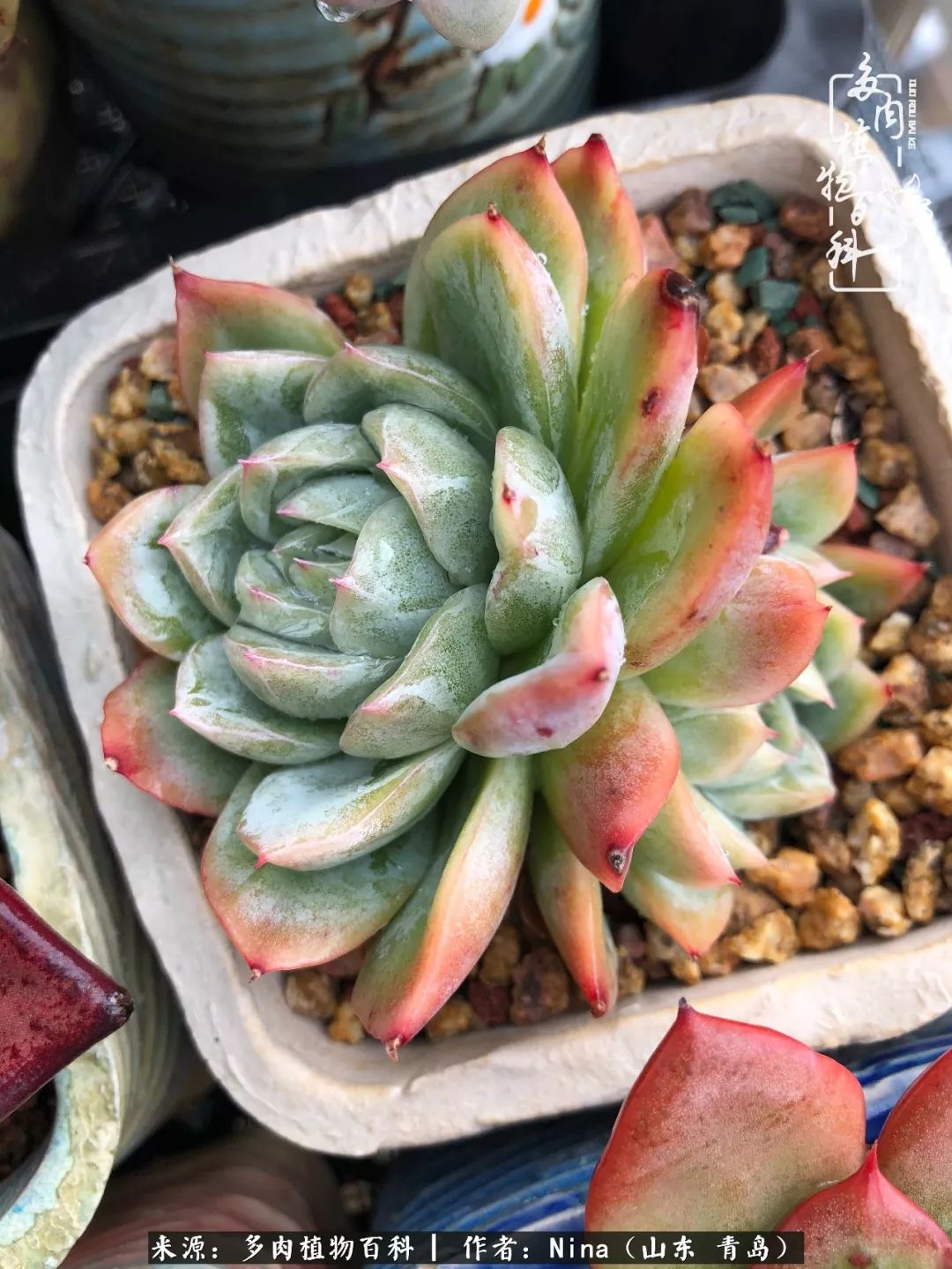 面对残酷的现实，是多肉治愈了我迷茫的未来