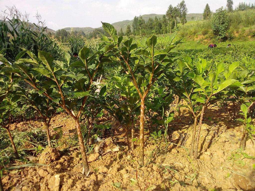魔芋种植与前景分析图,魔芋种植技术与销路