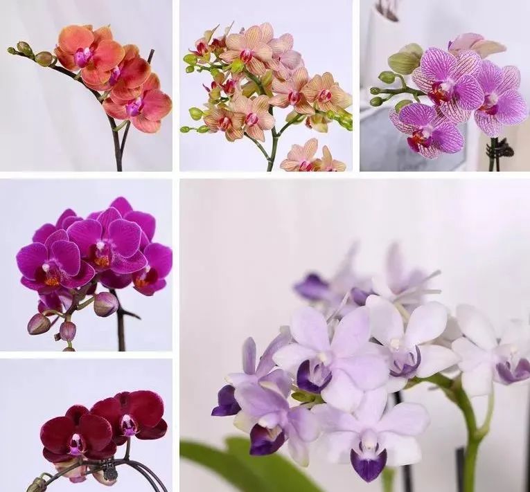 兰花肉根干枯怎样处理,蝴蝶兰肉根黑了