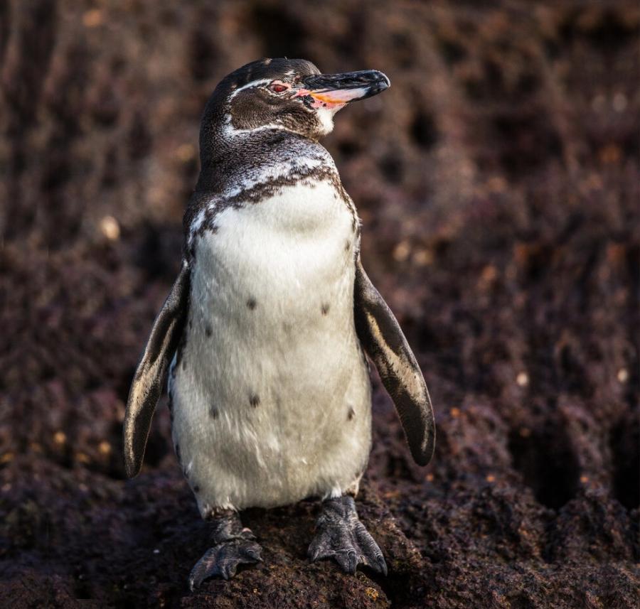 为吃鱼迁居热带，这企鹅还学狗吐舌降温，差点被入侵物种逼至绝种