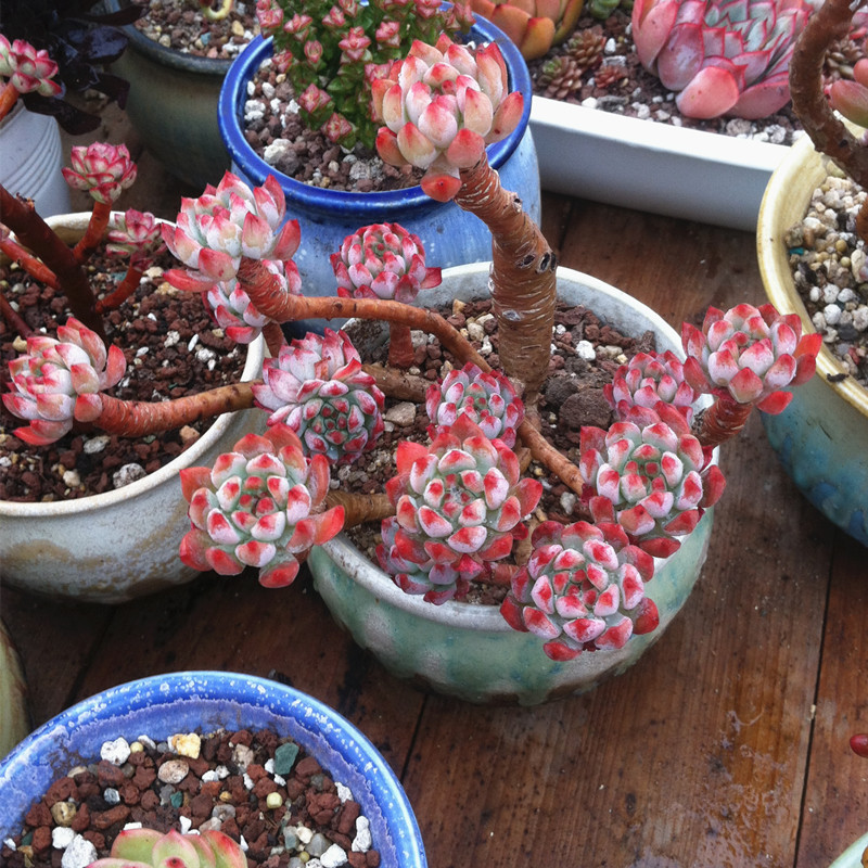 他养多肉10多年,总结出9个易出“高价老桩”的品种,适合新手