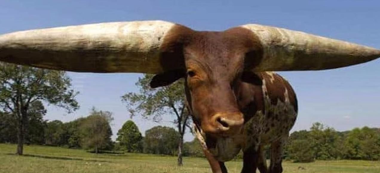 给牛身上开洞,牛身上的洞是怎样开的