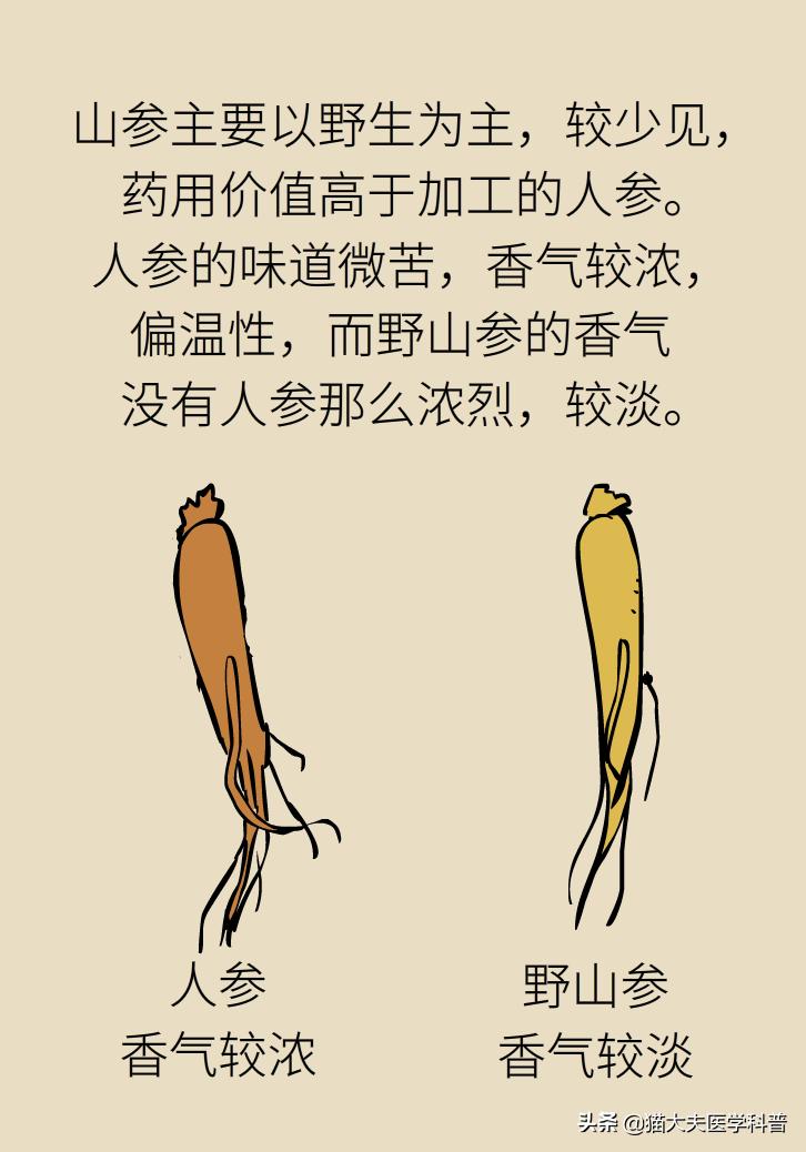 人参西洋参党参红参太子参的区别,人参红参太子参党参西洋参的区别