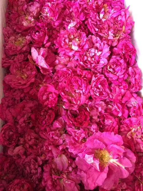 平阴玫瑰甲天下简介,平阴玫瑰和玫瑰花的区别